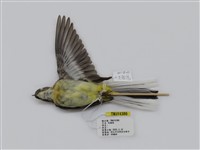 藏品(灰鶺鴒)的圖片